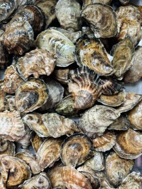 Little Bay Oysters (Newington/Durham, NH)