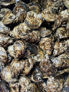 Canadian Oysters