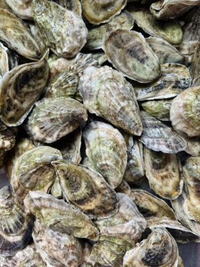 Maine Oysters