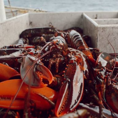 Live Twin Lobsters (2 x 1.25lb, NH Landed)